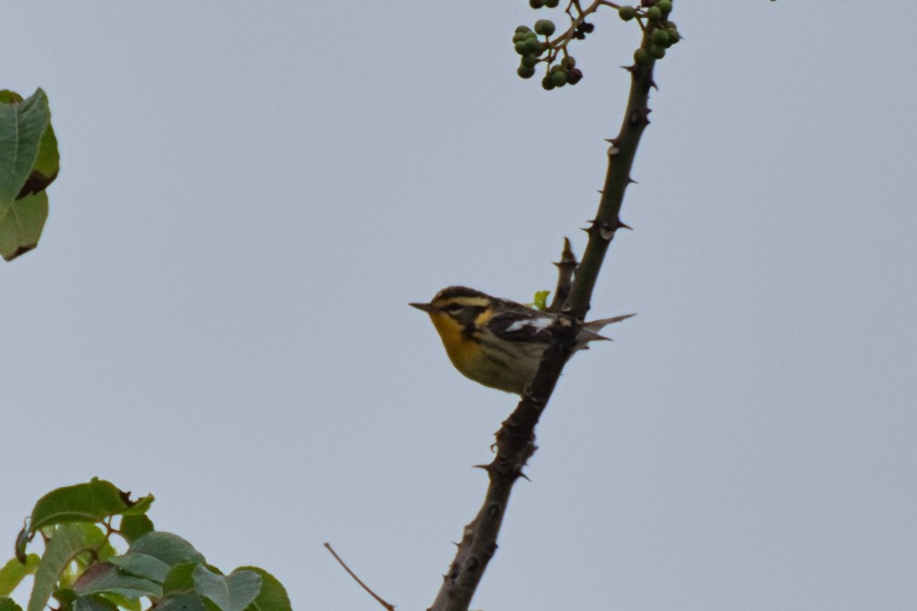 Blackburnian Warbler - Donald Fullmer