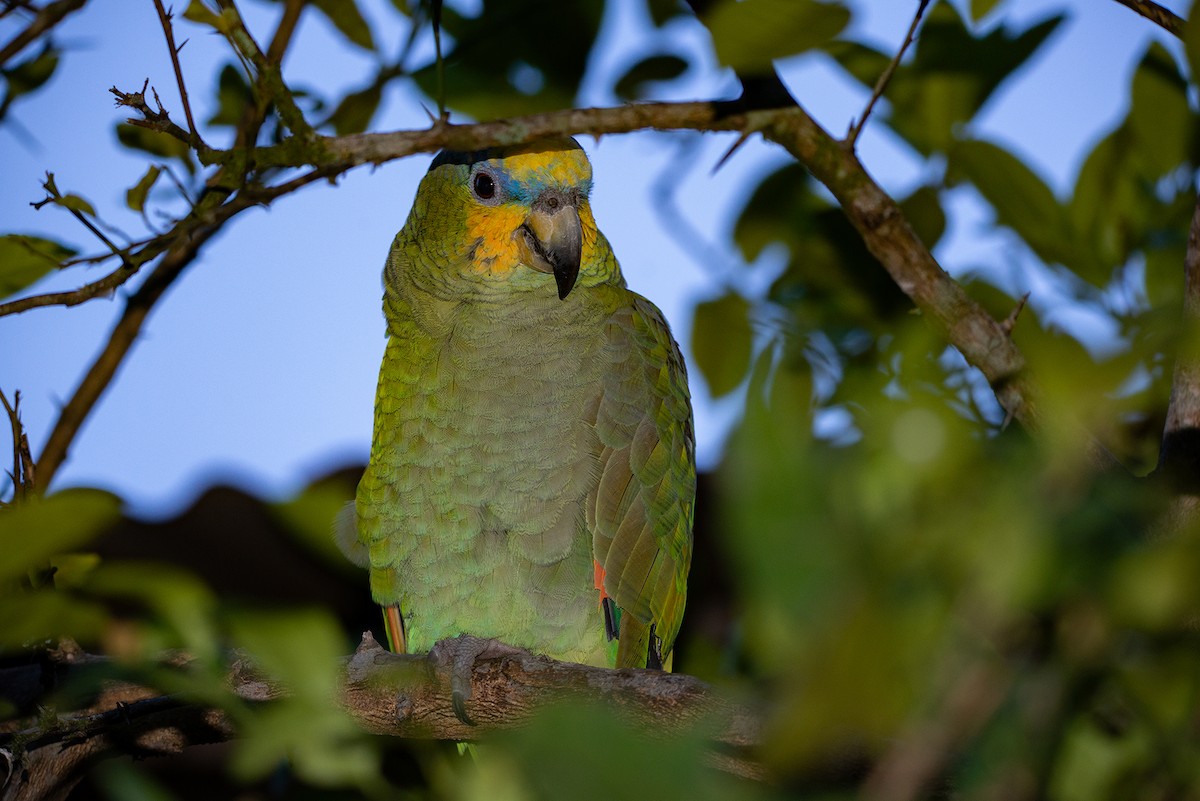 Orange-winged Parrot - Fundación Ecoturística Recetor Vive un Paraíso