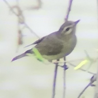 Warbling Vireo - Anonymous