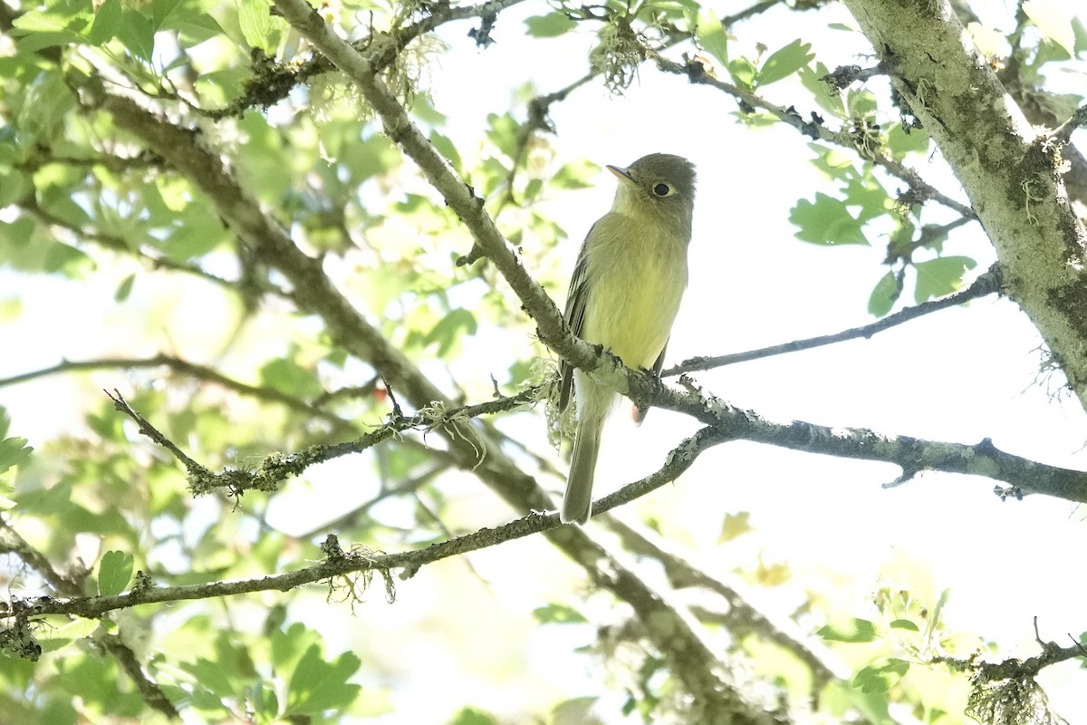 Western Flycatcher (Pacific-slope) - Darlene Betat