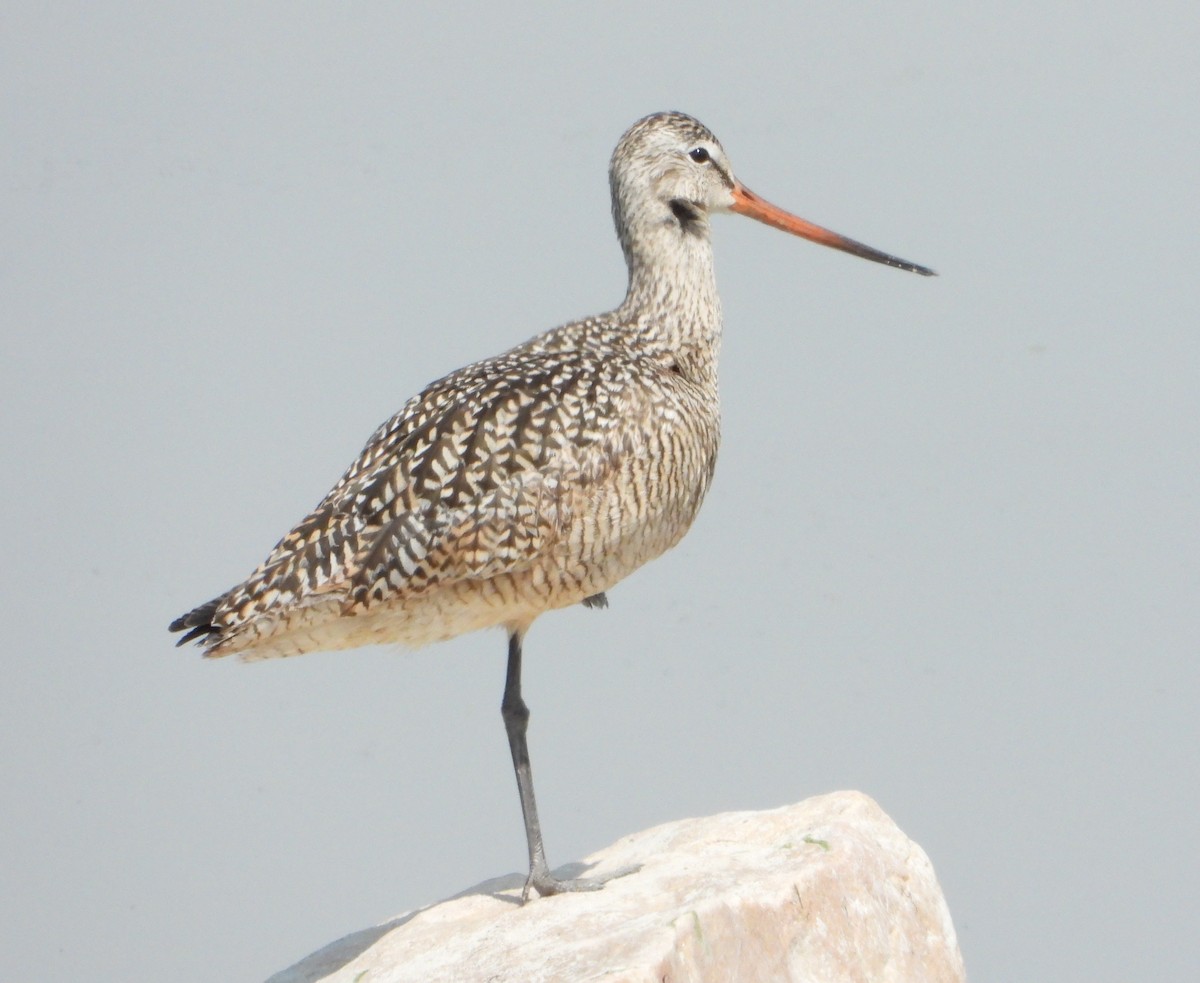 Marbled Godwit - Hiroyuki Aoki