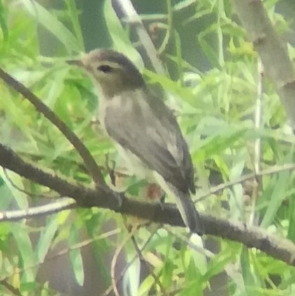 Warbling Vireo - Anonymous