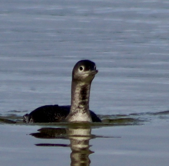 Red-throated Loon - ML618946566