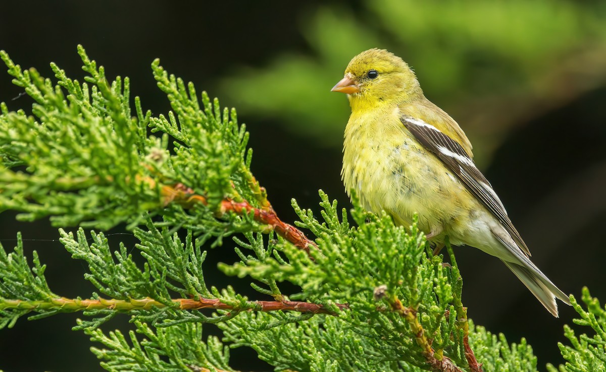 American Goldfinch - Connor Cochrane