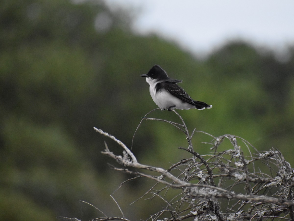 Eastern Kingbird - Linda Wynott