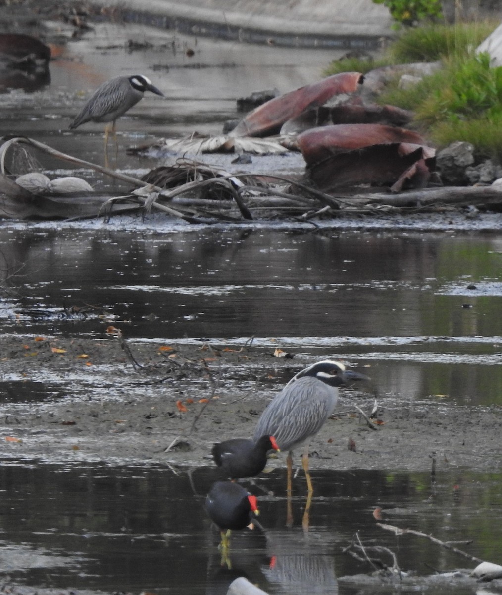 Yellow-crowned Night Heron - Esther Faria