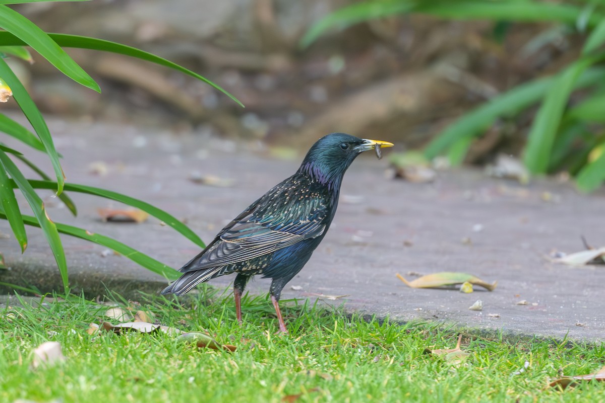 European Starling - Aditya Rao