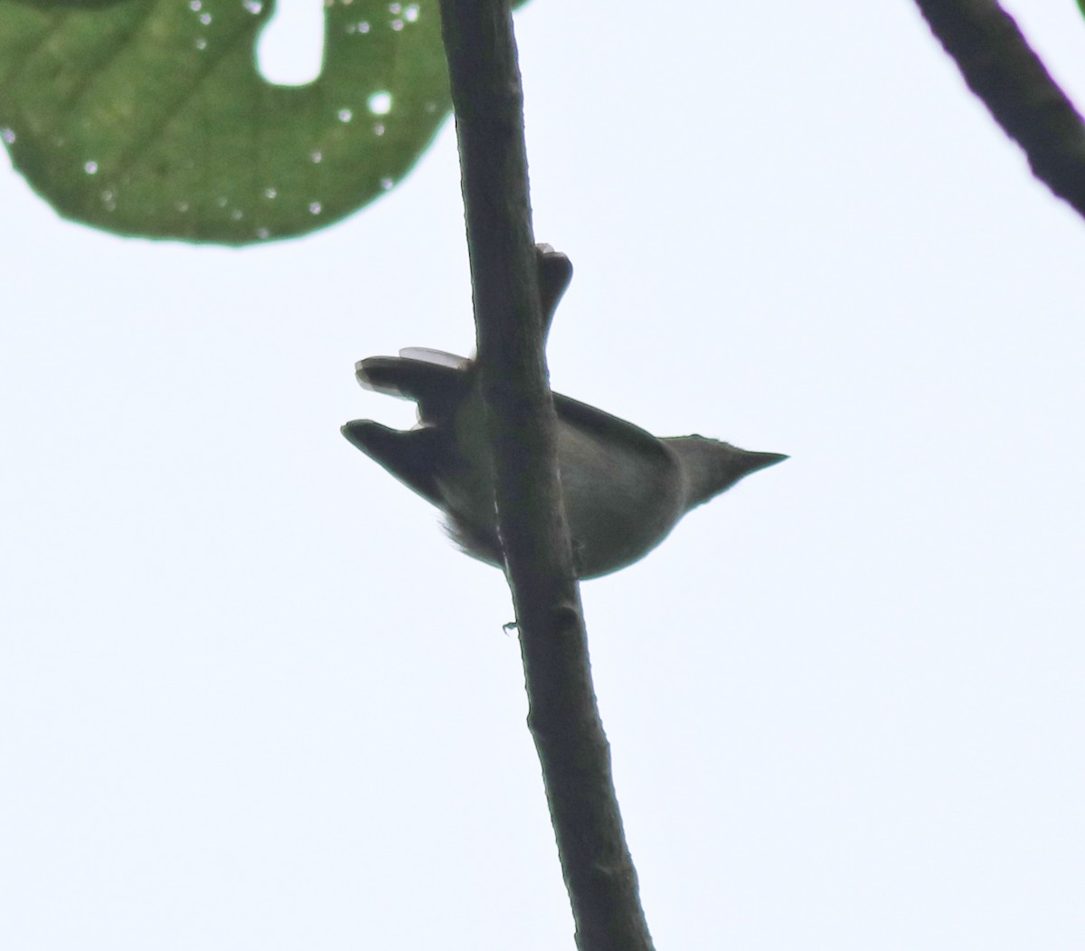 Rusty-tailed Flycatcher - Afsar Nayakkan