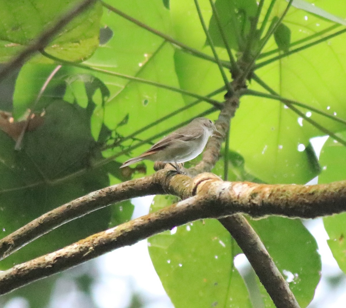 Rusty-tailed Flycatcher - ML618946620