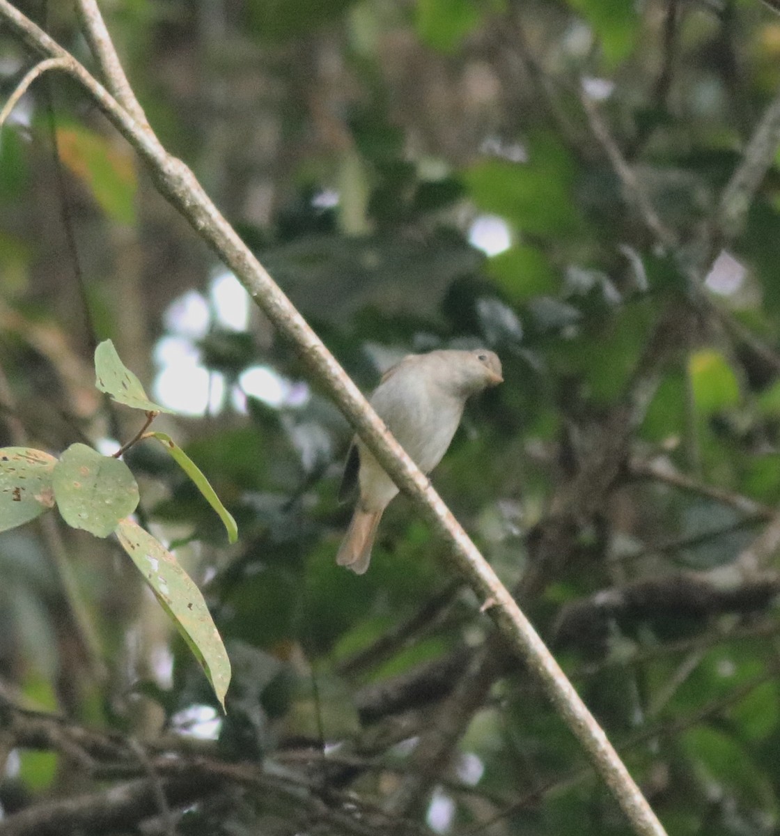 Rusty-tailed Flycatcher - Afsar Nayakkan