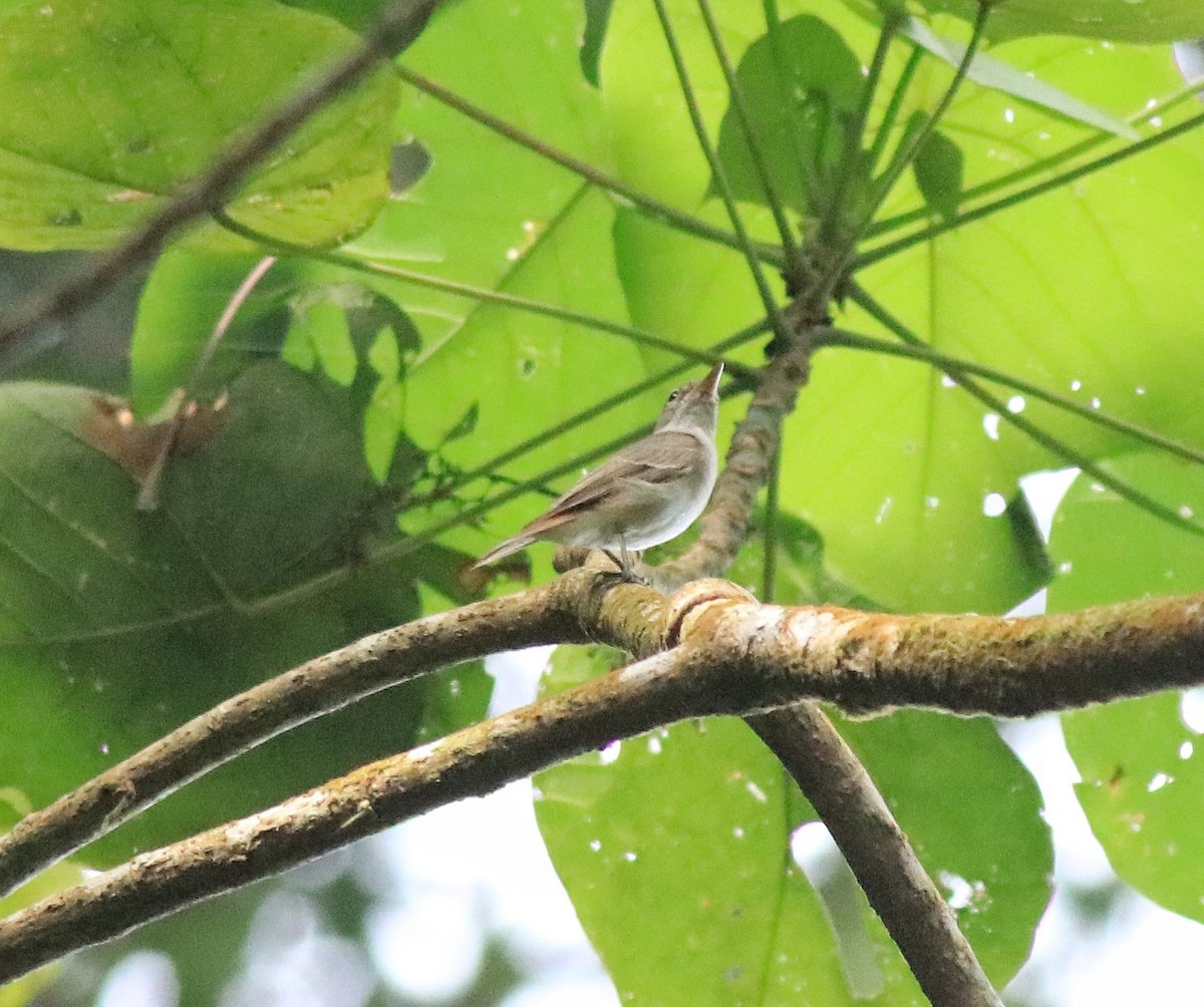 Rusty-tailed Flycatcher - Afsar Nayakkan