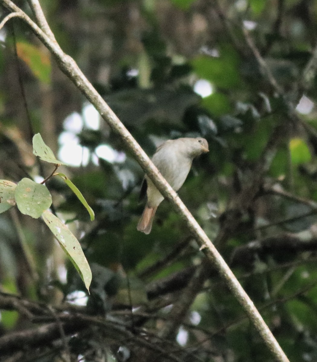 Rusty-tailed Flycatcher - ML618946632