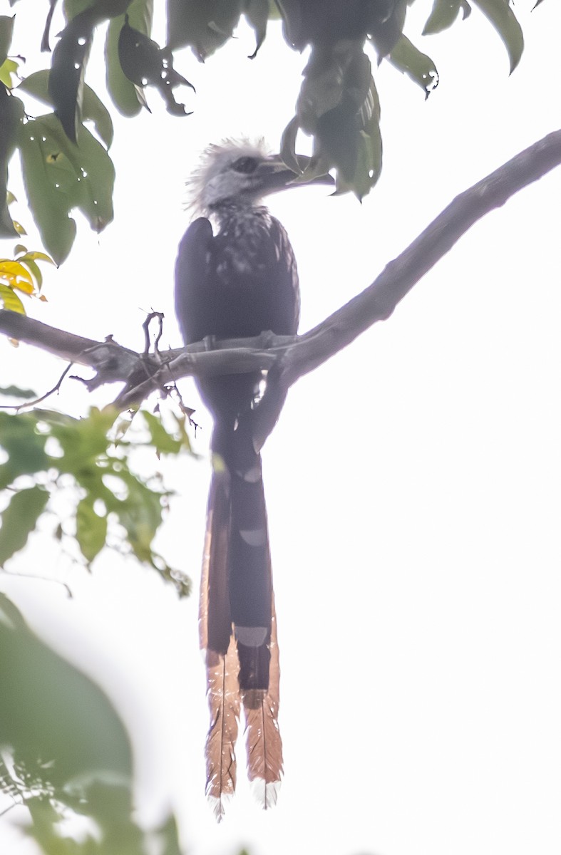 Western Long-tailed Hornbill - ML618946649