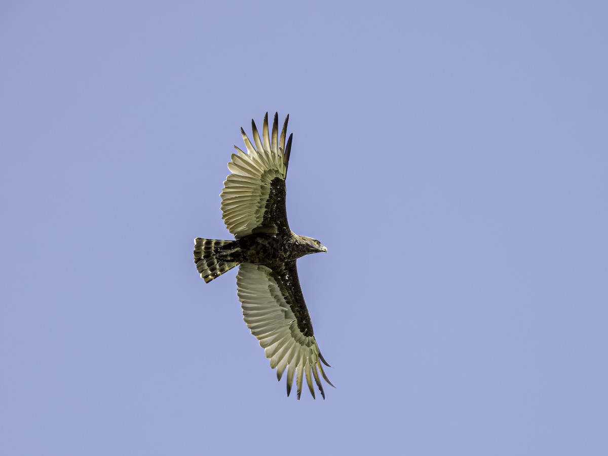 Brown Snake-Eagle - ML618946661