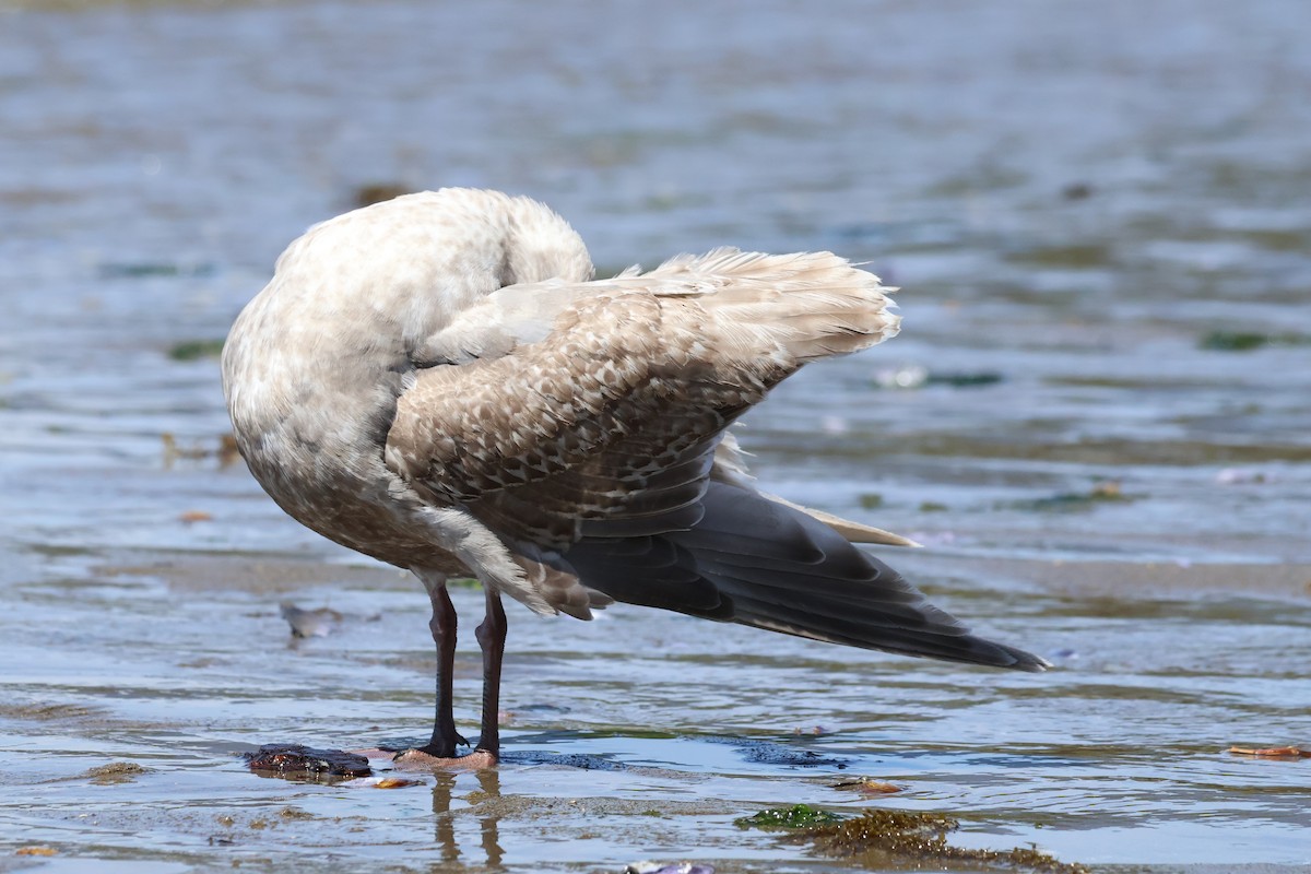 Western x Glaucous-winged Gull (hybrid) - Ethan Moon