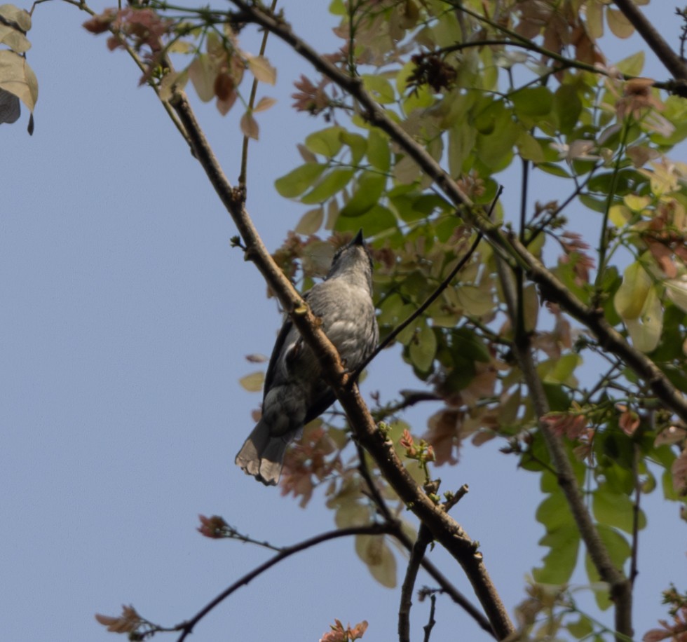 Tessmann's Flycatcher - Marie Lister