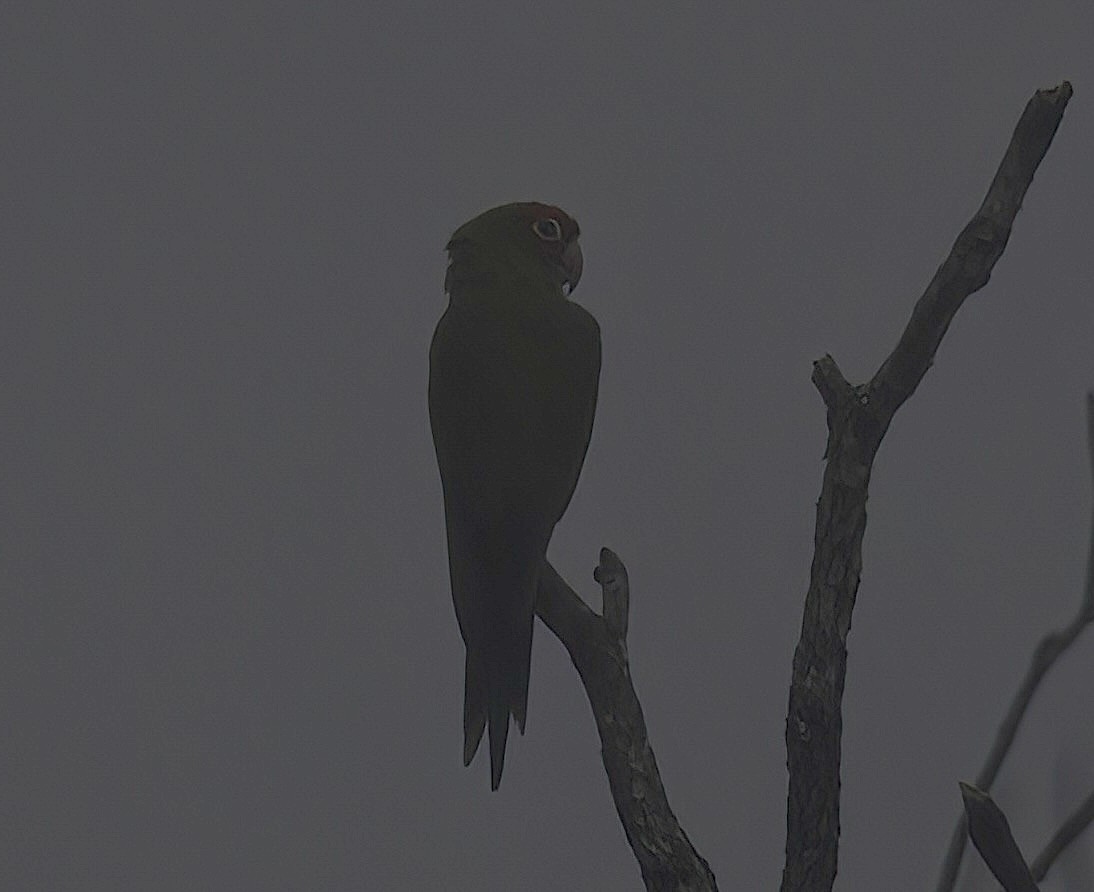 Red-masked Parakeet - Mandy Talpas -Hawaii Bird Tours