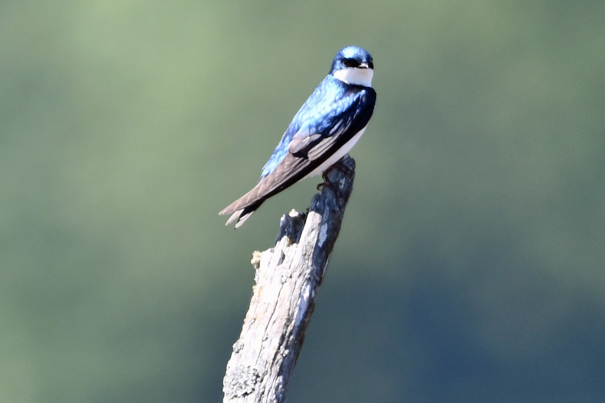 Tree Swallow - Steve Hawes