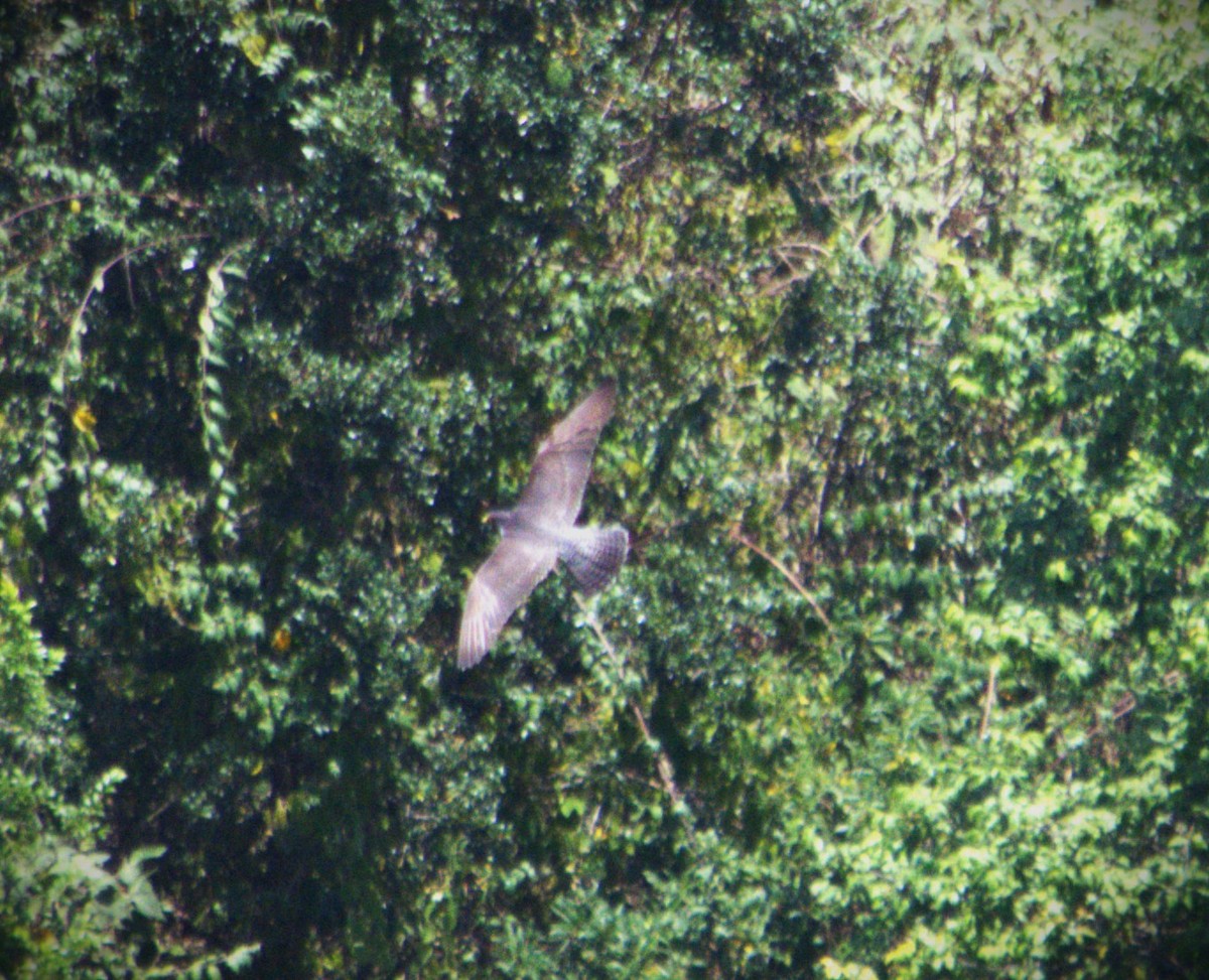 Peregrine Falcon - SILVERIO MENCHU Birdwatching Totonicapan
