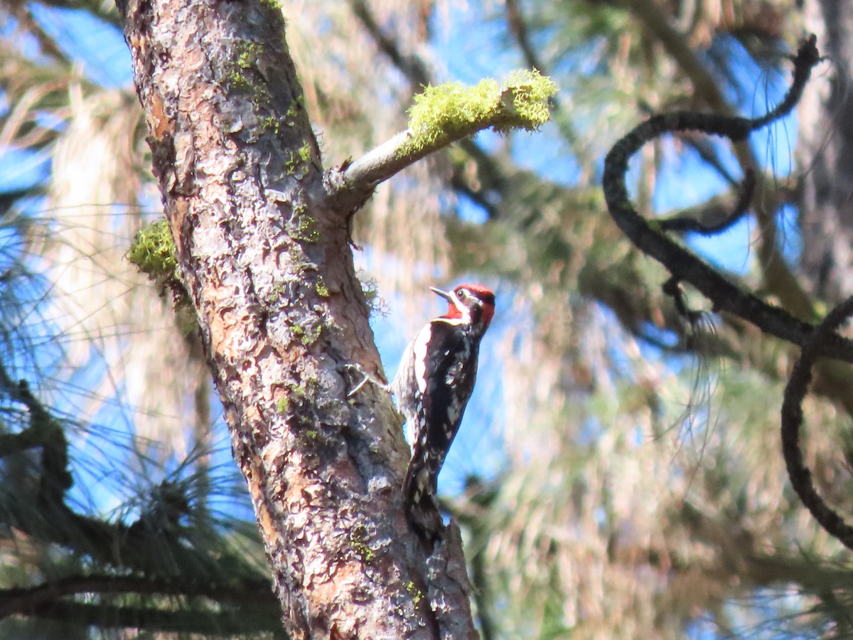 Red-naped Sapsucker - Chase Birdsmore