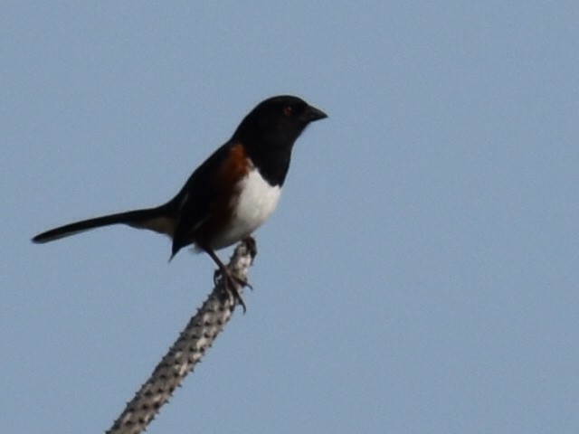 Eastern Towhee - Linda Wynott