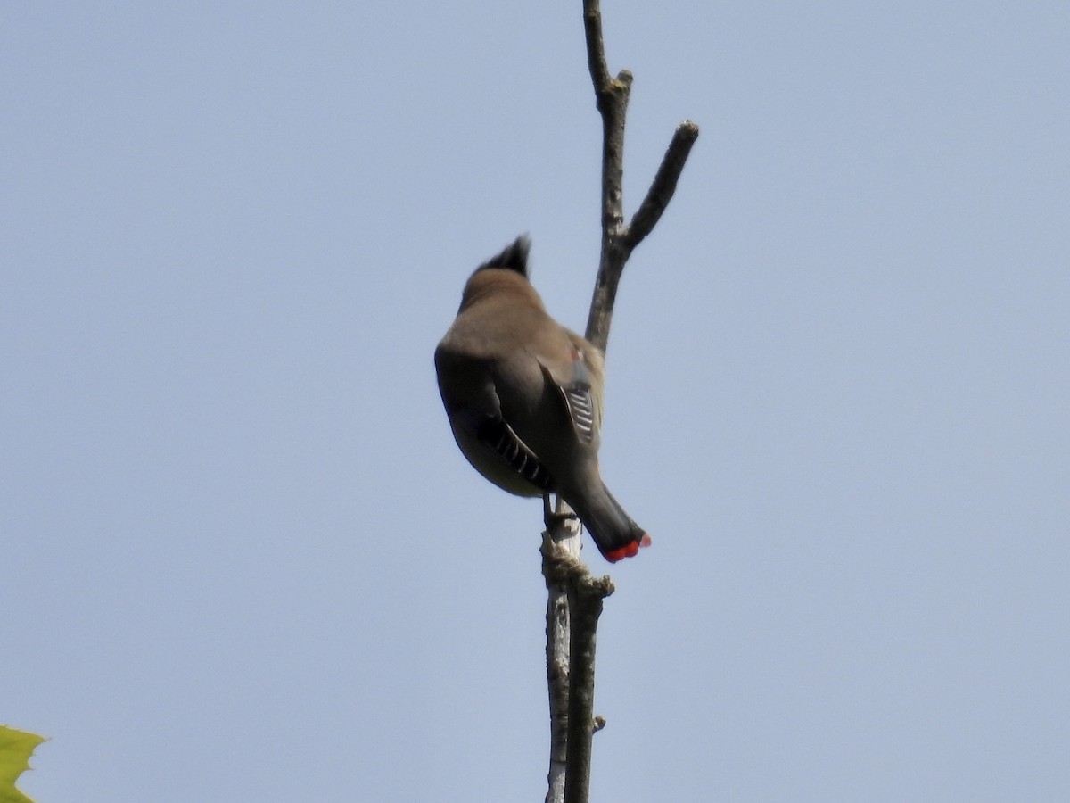 Japanese Waxwing - Stan Arnold