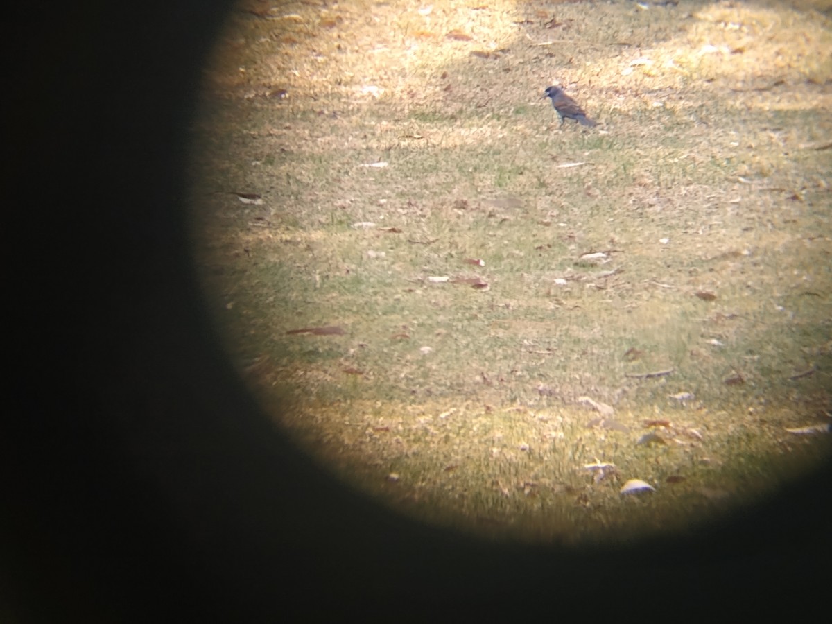 Blue Grosbeak - JESS HDZ