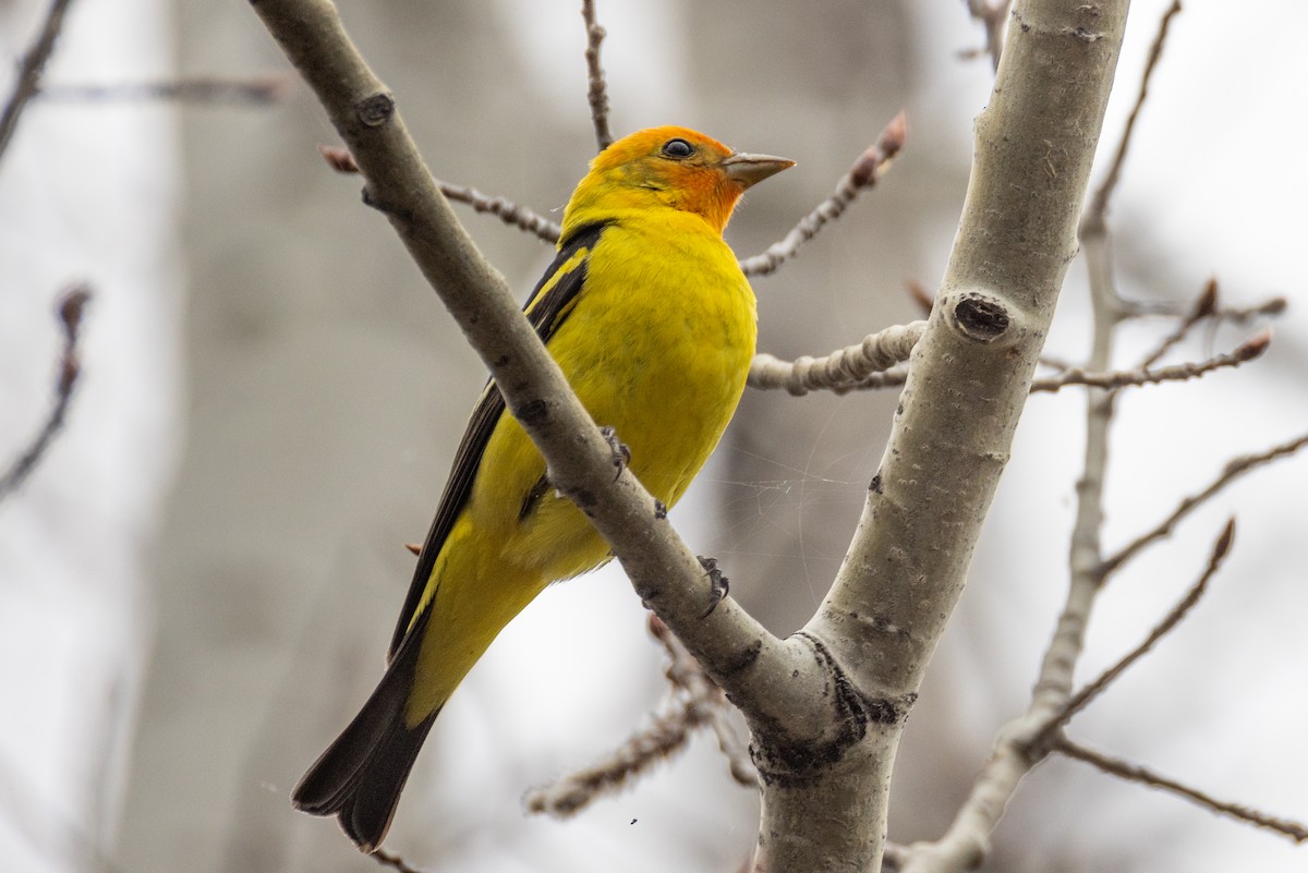 Western Tanager - Rick Hughes