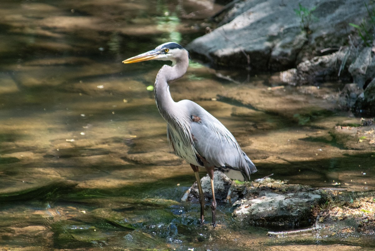 Great Blue Heron - Yixiao Liu