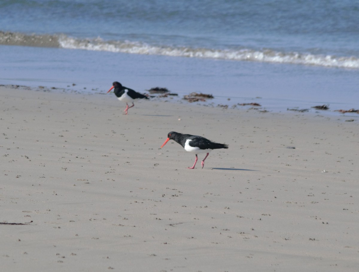 Pied Oystercatcher - Warwick Mears