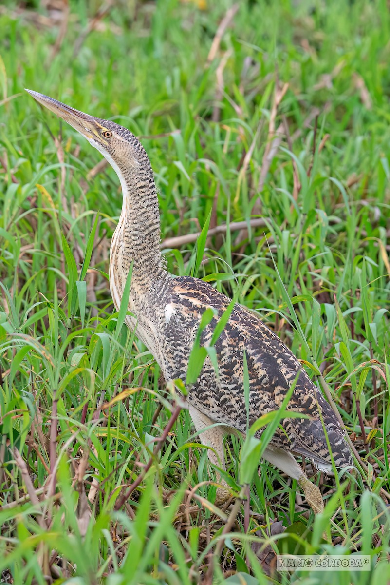 Pinnated Bittern - ML618946734