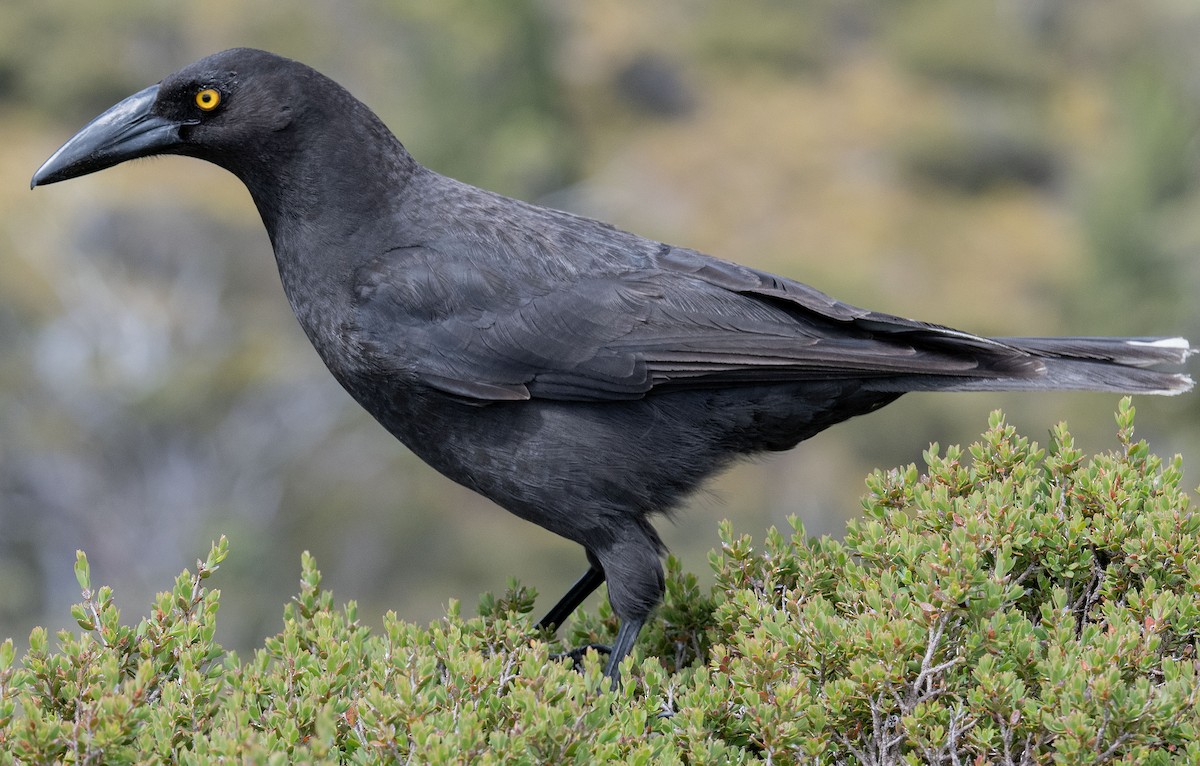 Black Currawong - Philip Griffin