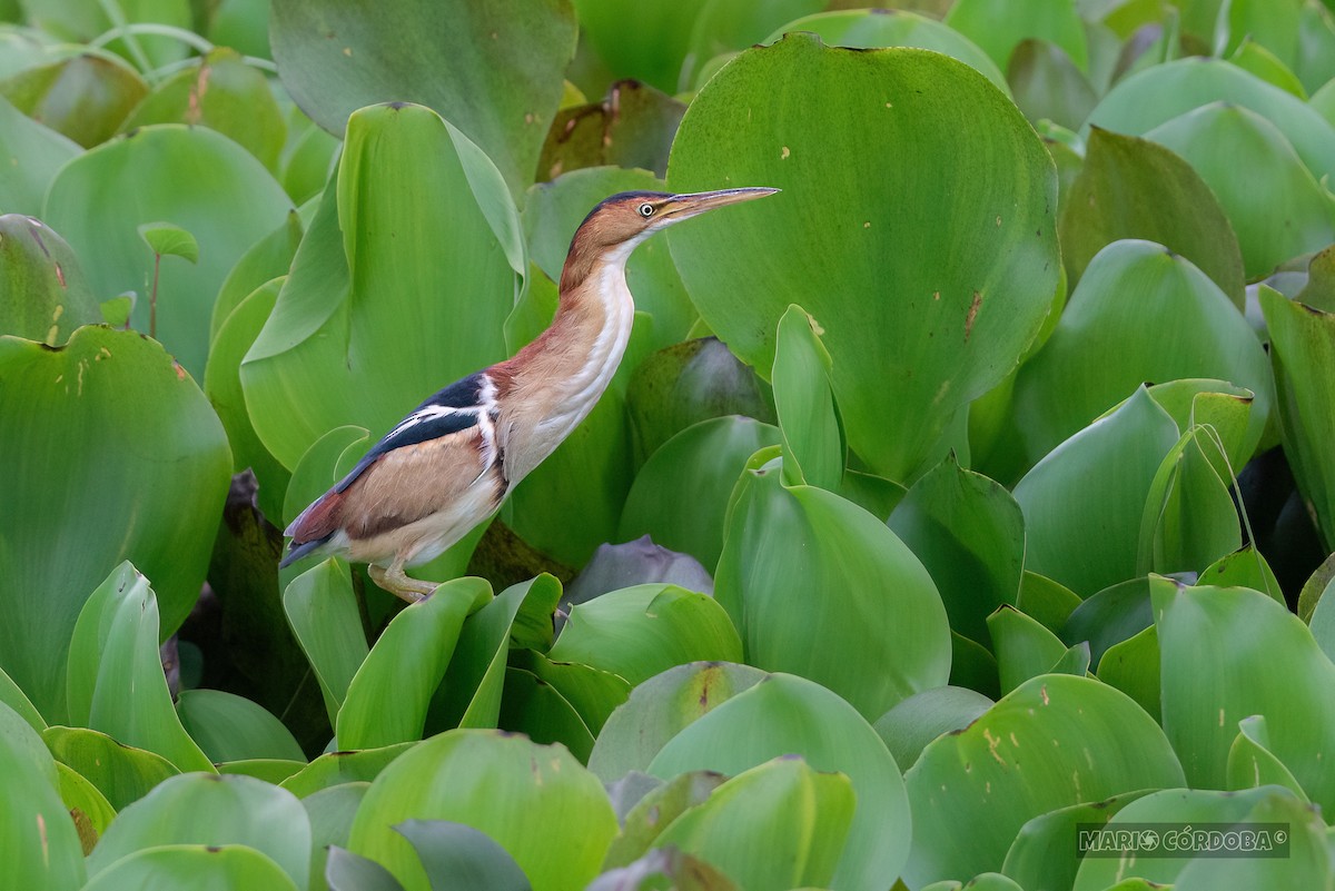 Least Bittern - Mario Córdoba H.