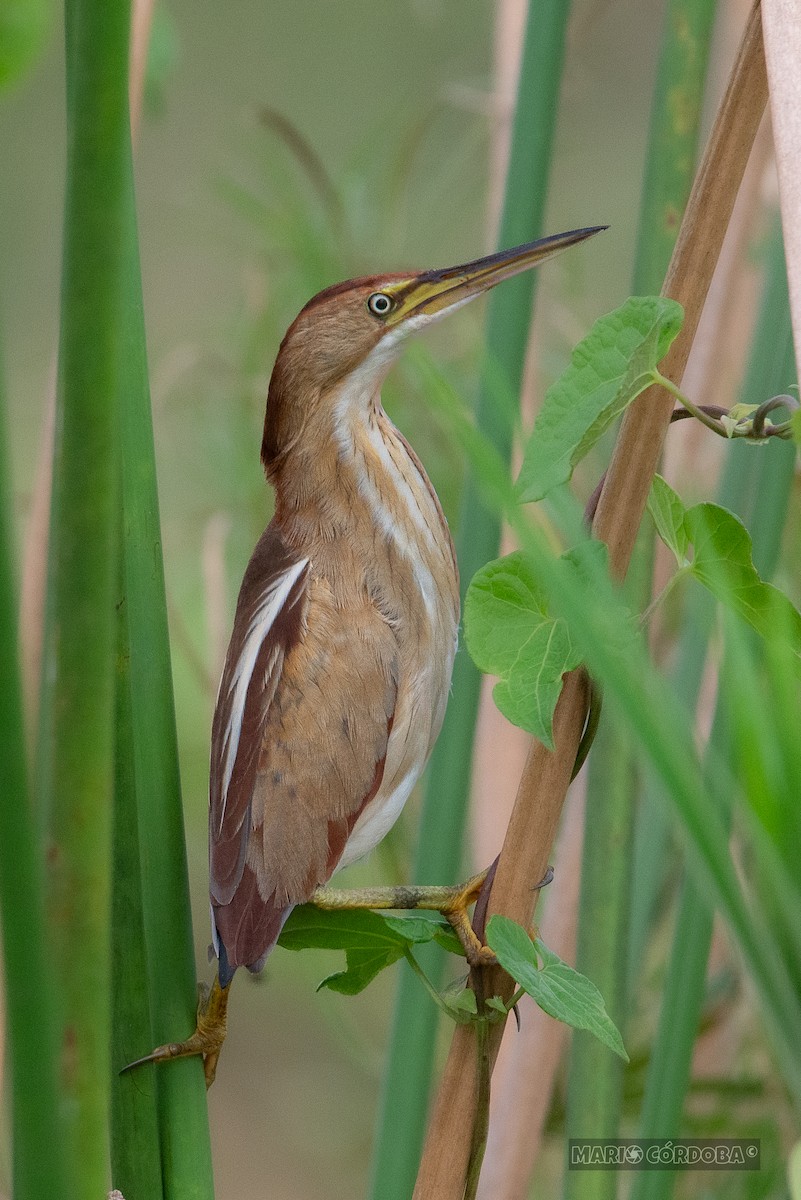 Least Bittern - Mario Córdoba H.