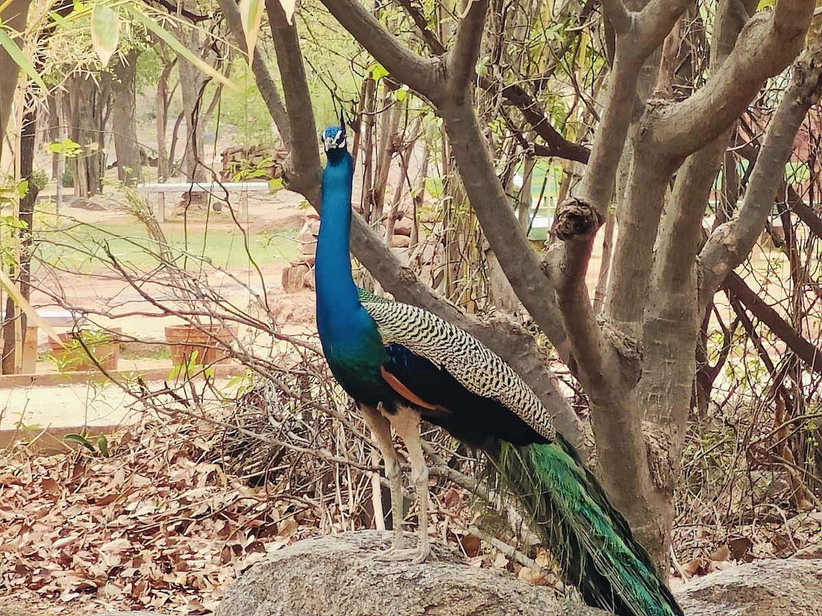 Indian Peafowl - ML618946773