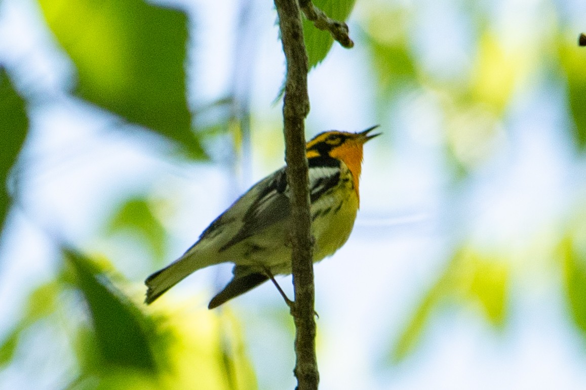 Blackburnian Warbler - Yixiao Liu