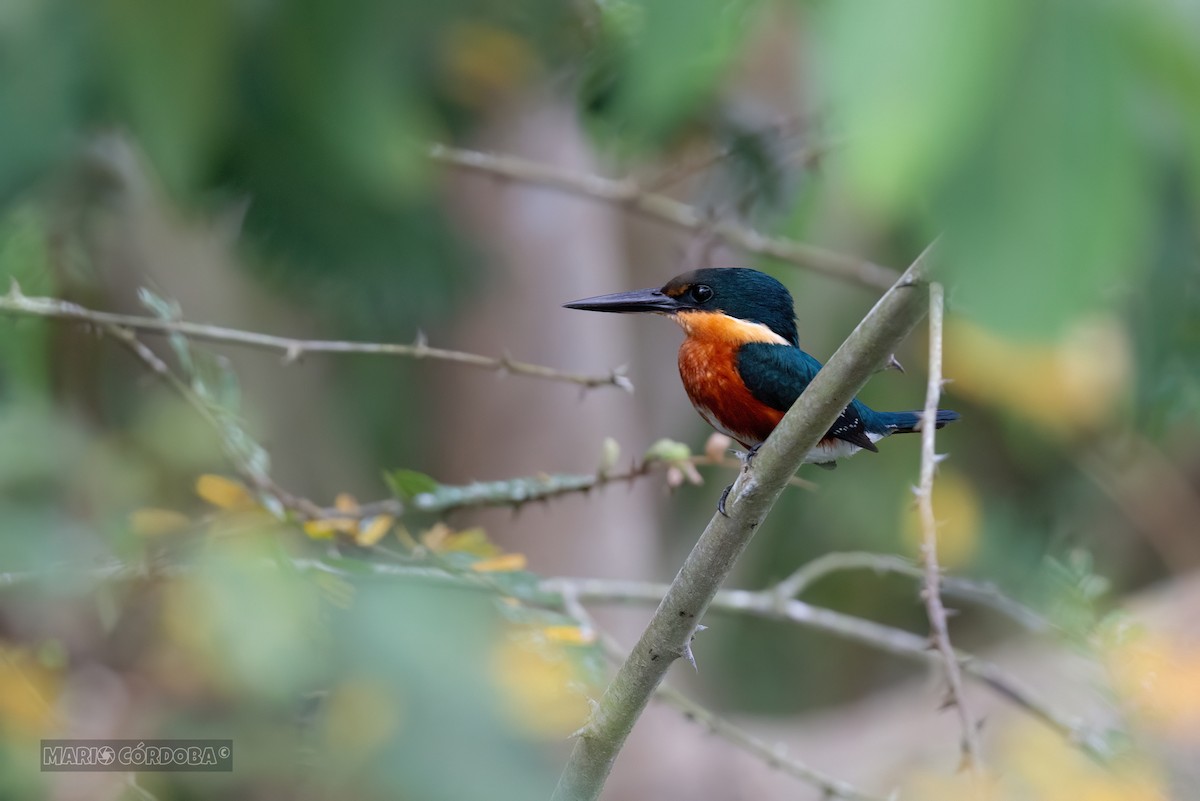 American Pygmy Kingfisher - ML618946786