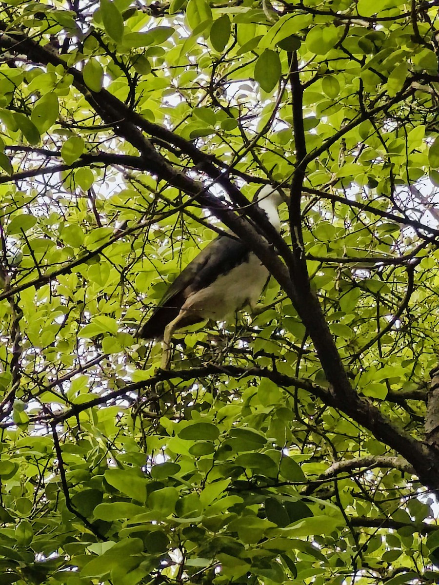 White-breasted Waterhen - ML618946791