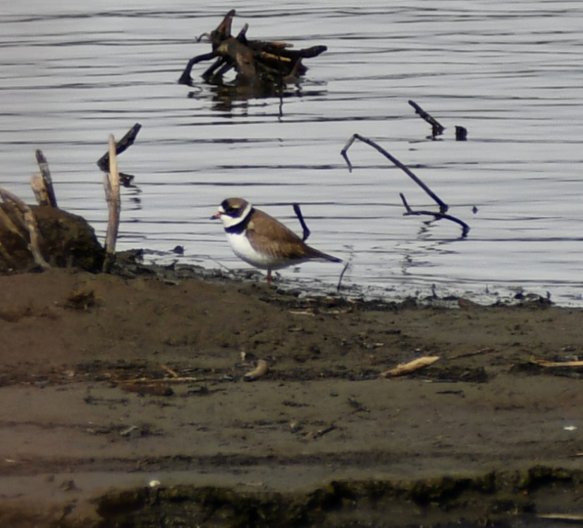 Semipalmated Plover - Kim  Selbee