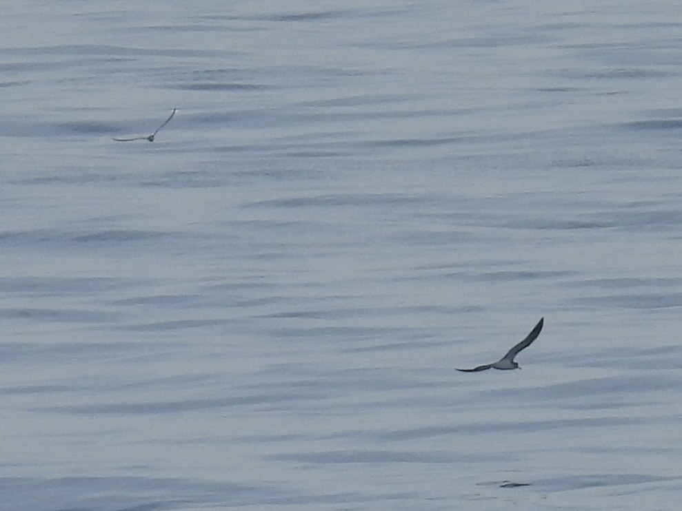 Streaked Shearwater - Stan Arnold