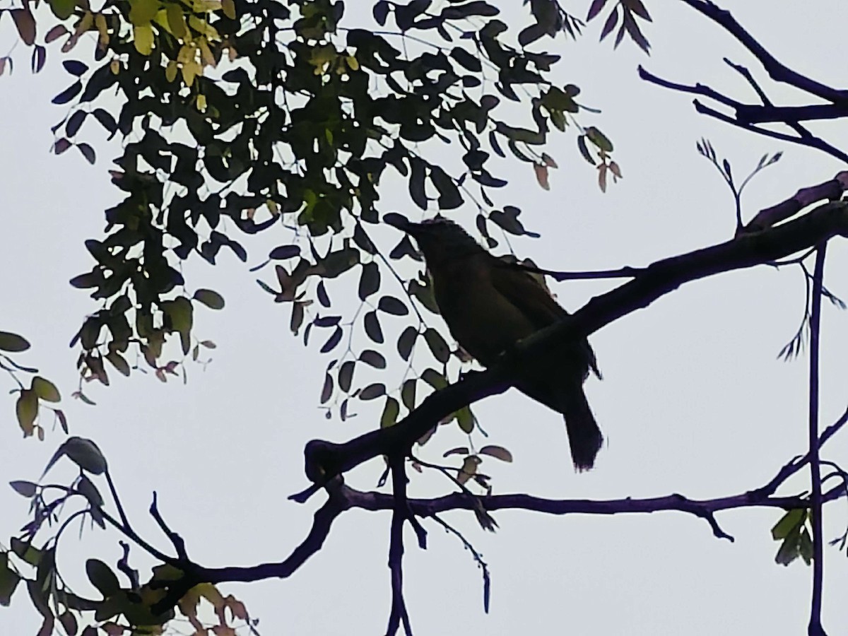 White-browed Bulbul - ML618946799