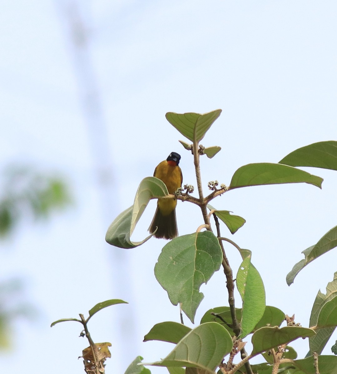 Flame-throated Bulbul - Afsar Nayakkan