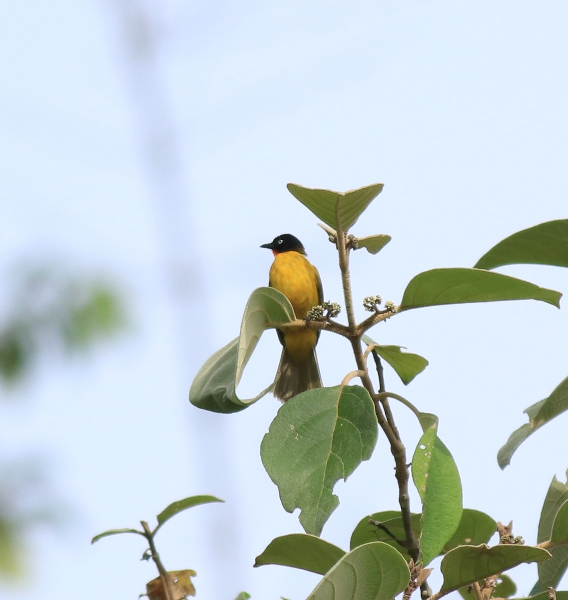 Flame-throated Bulbul - Afsar Nayakkan