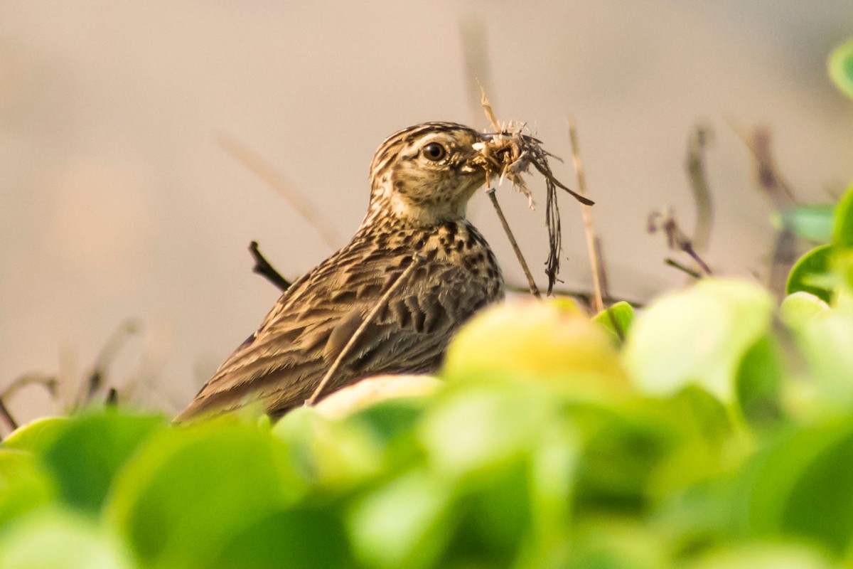 Jerdon's Bushlark - Prem swaroop Kolluru