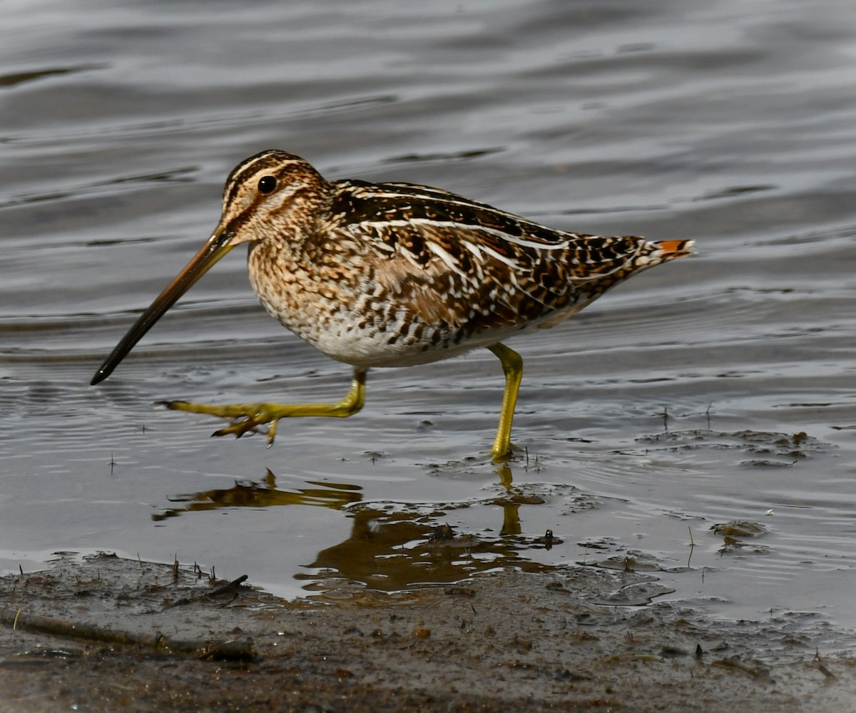 Wilson's Snipe - Kim  Selbee