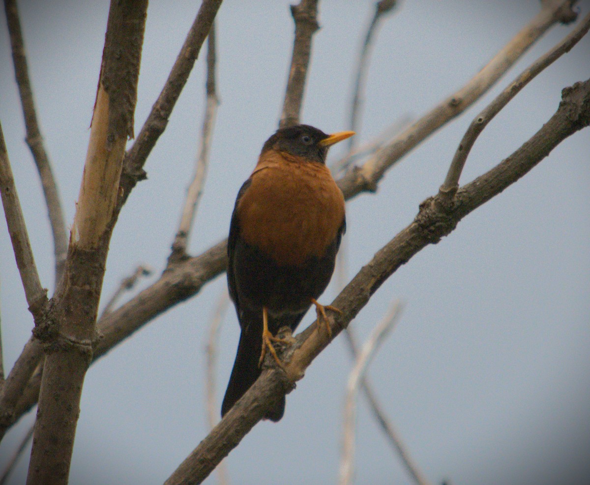 Rufous-collared Robin - SILVERIO MENCHU Birdwatching Totonicapan