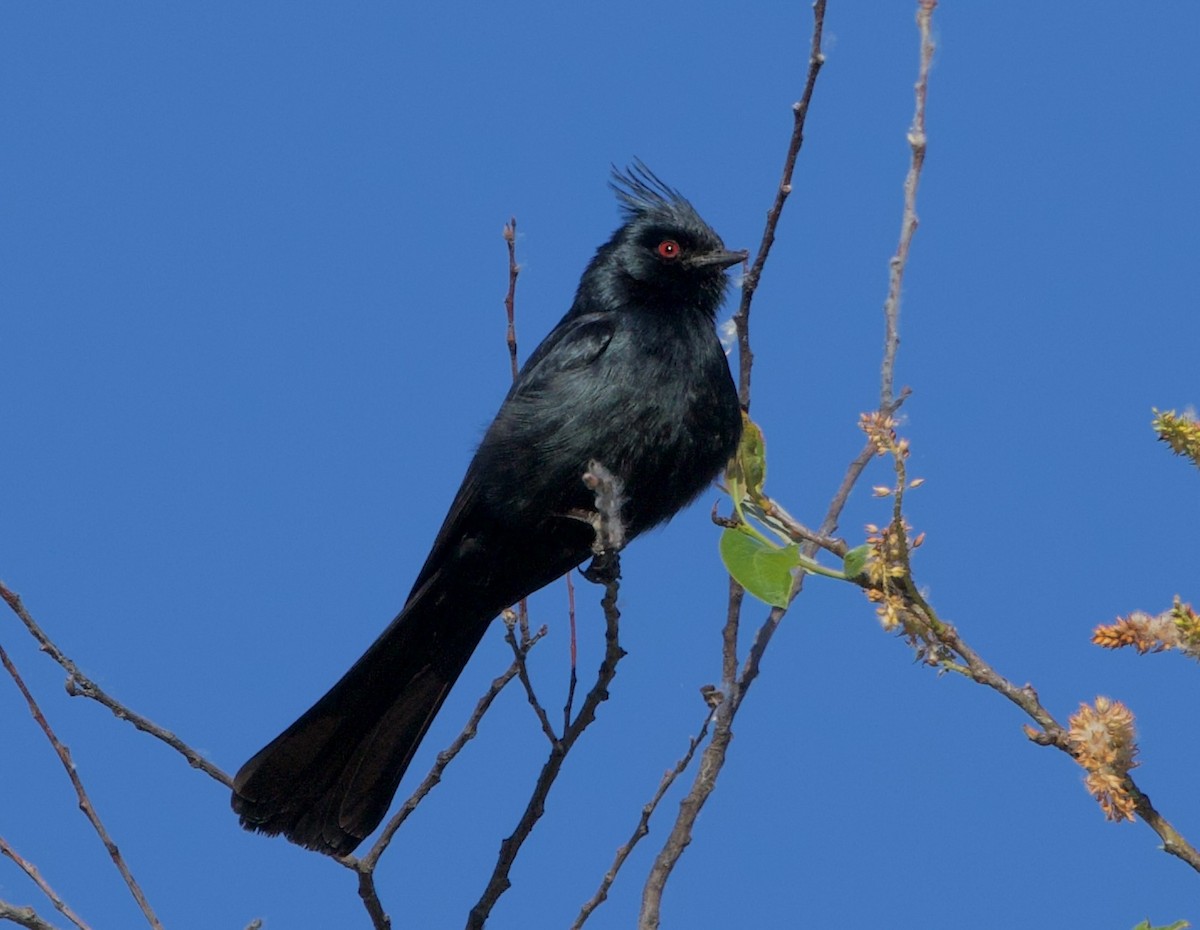 Phainopepla - Pair of Wing-Nuts