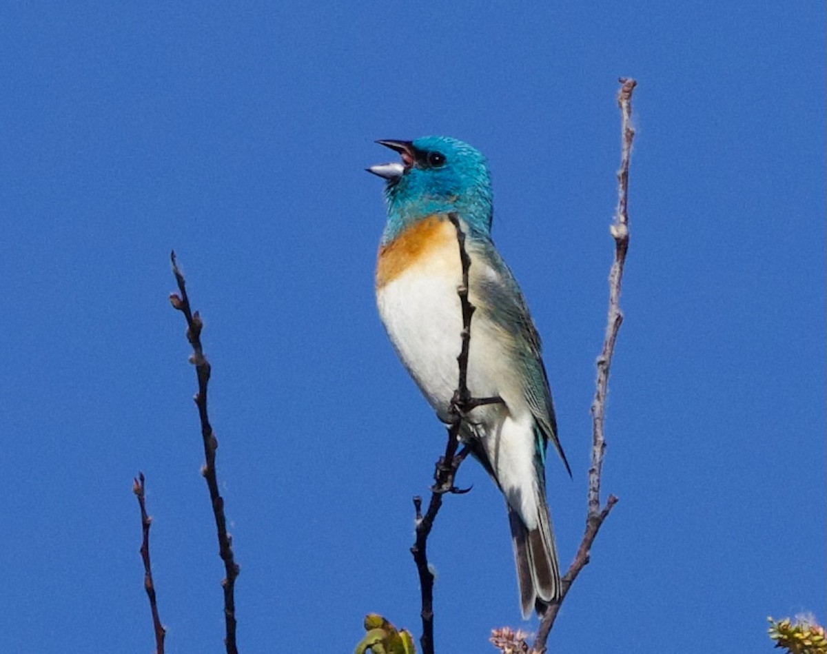 Lazuli Bunting - Pair of Wing-Nuts