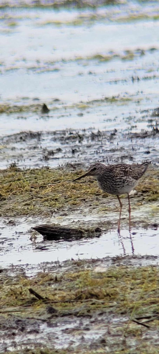 Greater Yellowlegs - ML618946884