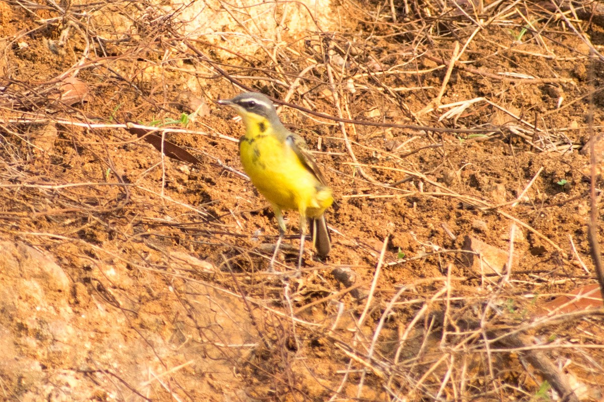 Western Yellow Wagtail - Prem swaroop Kolluru